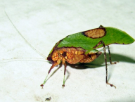 Kobylka (Francouzská Guyana)